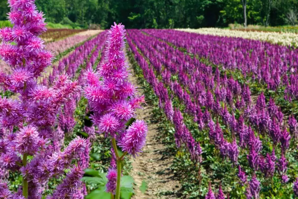 When To Plant Astilbe – An In-depth look