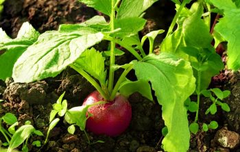 When to Plant Radish - The right time