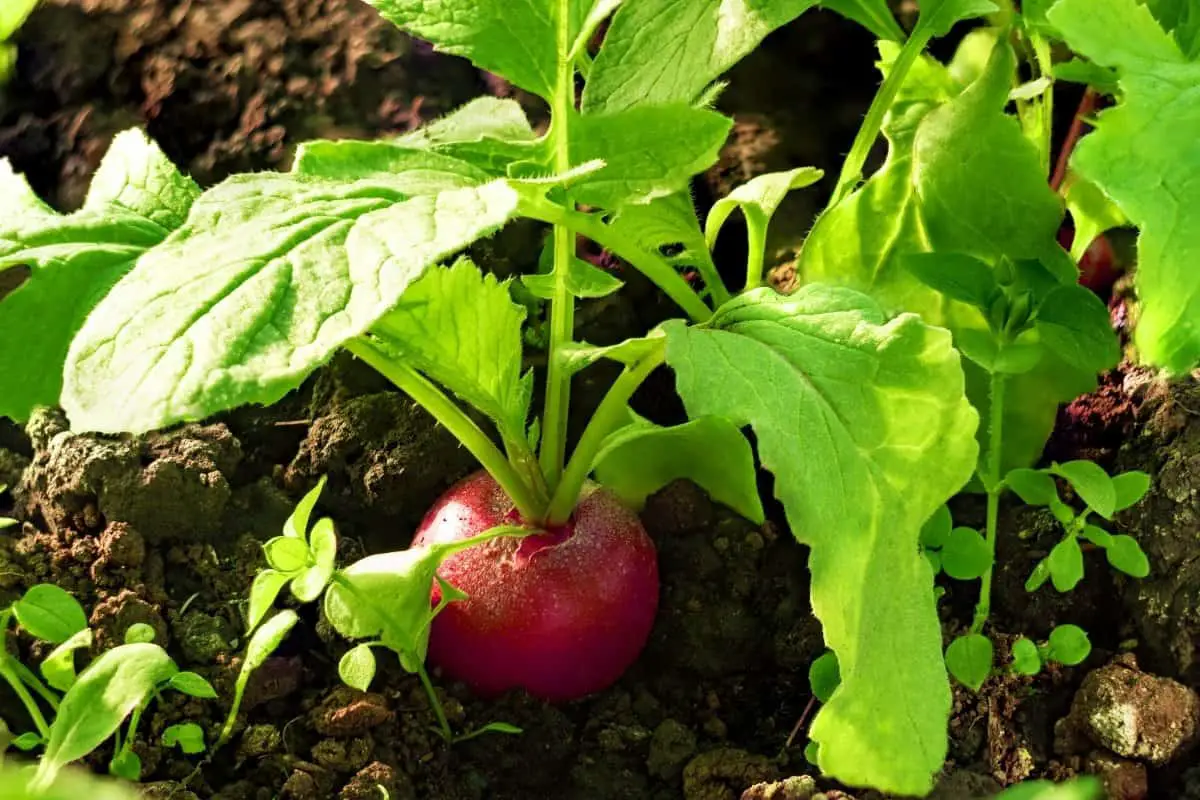 When to Plant Radish - The right time