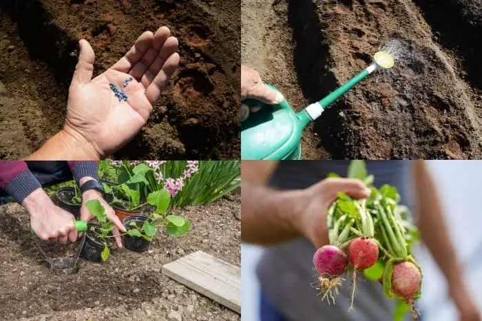 Where Can You Plant Radish