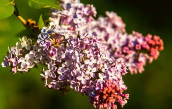 Where do Lilacs Grow - A Discovery