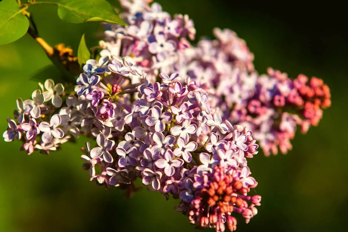 Where do Lilacs Grow - A Discovery