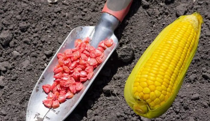 A Simple Guide On How Far Apart To Plant Sweet Corn