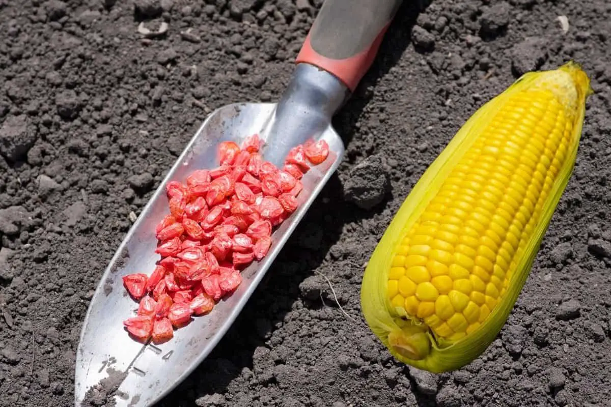 A Simple Guide On How Far Apart To Plant Sweet Corn