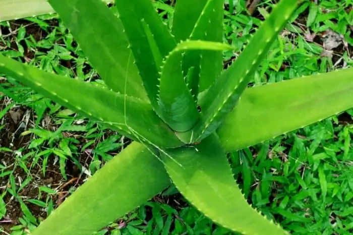 Aloe Vera Watering Tips To Help You