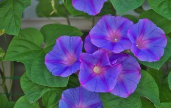 Are Morning Glories Annuals Or Perennials