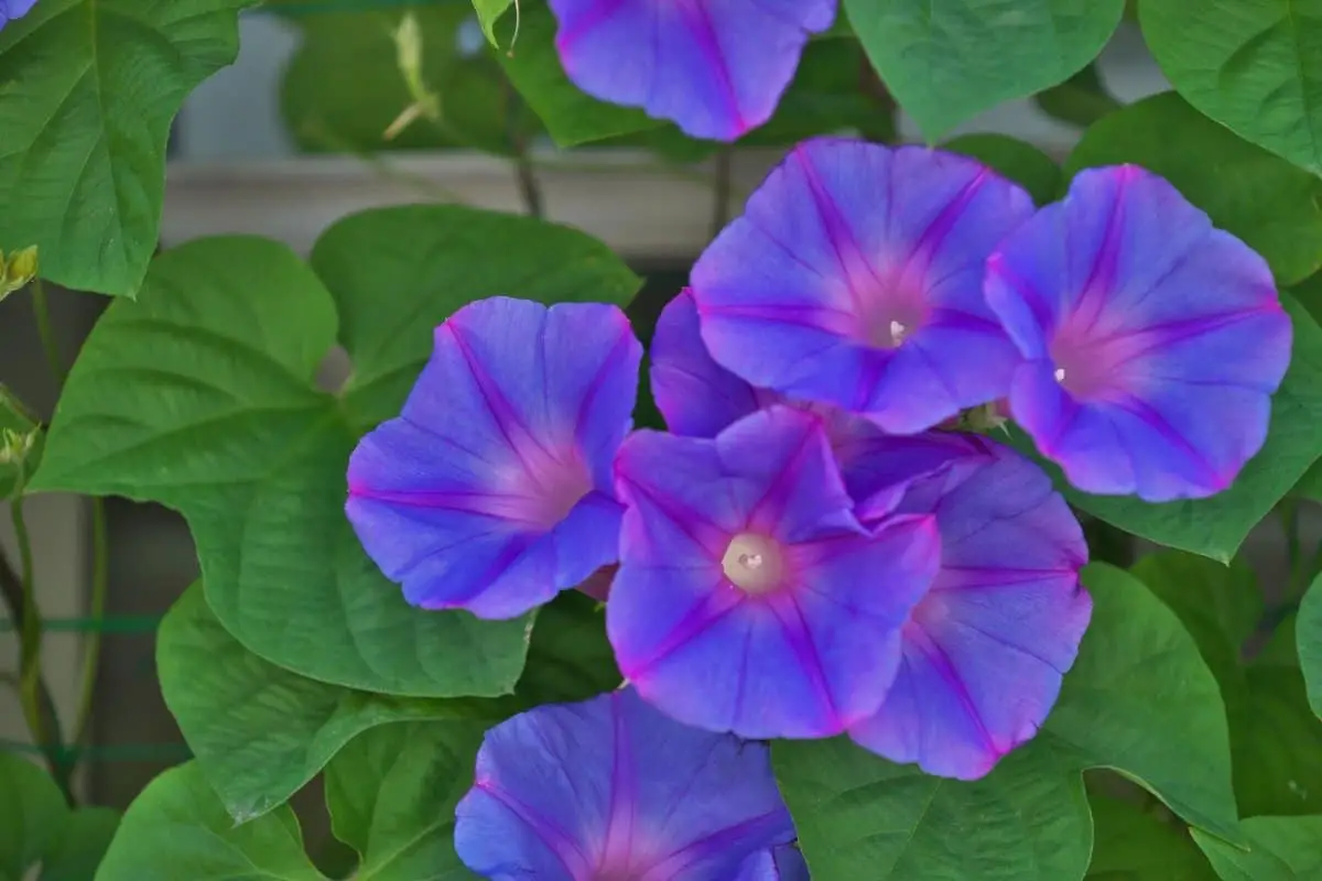 do morning glories come back