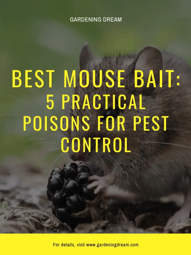 Best Mouse Bait 5 Practical Poisons for Pest Control