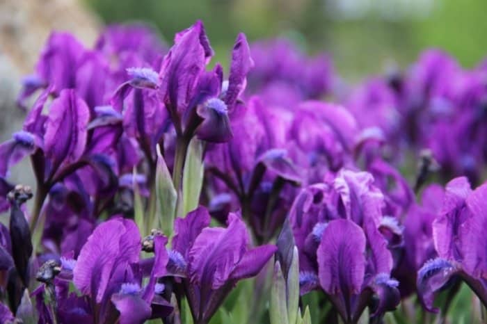 Caring For Irises