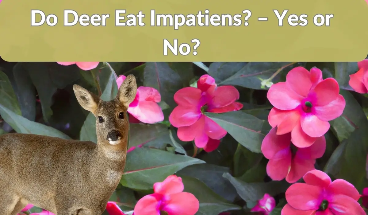 Do Deer Eat Impatiens