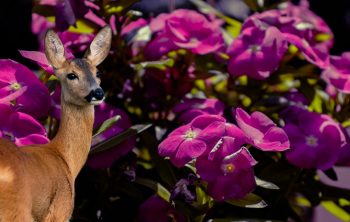 Do Deer Eat Impatiens – Yes or No