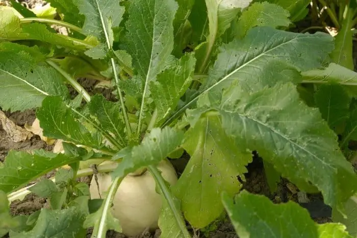 Growing Turnips
