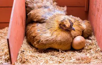 How Long Till Chickens Lay Eggs?