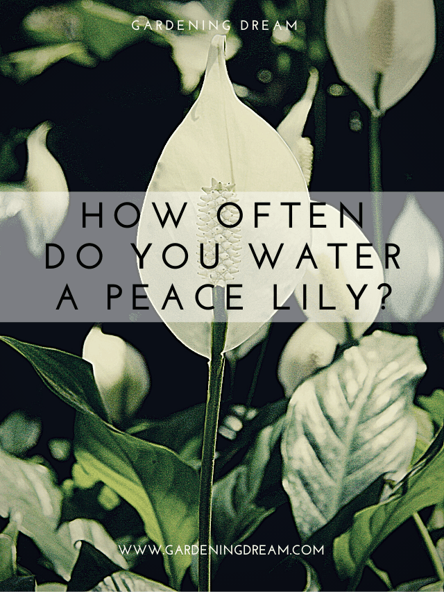 How Often Do You Water A Peace Lily