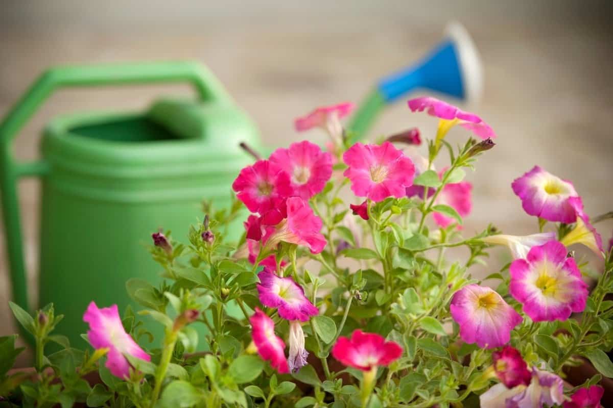 How Often To Water Petunias – A Guide