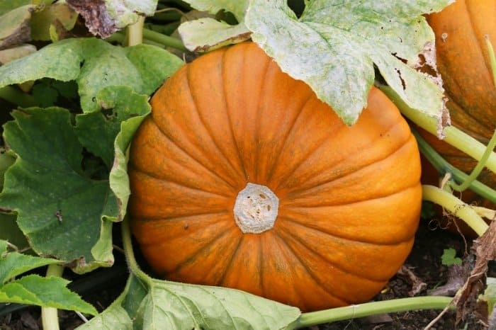 How To Farm Pumpkins If You Have Small Space