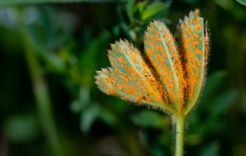 How To Get Rid Of Rust Fungus - An Overview