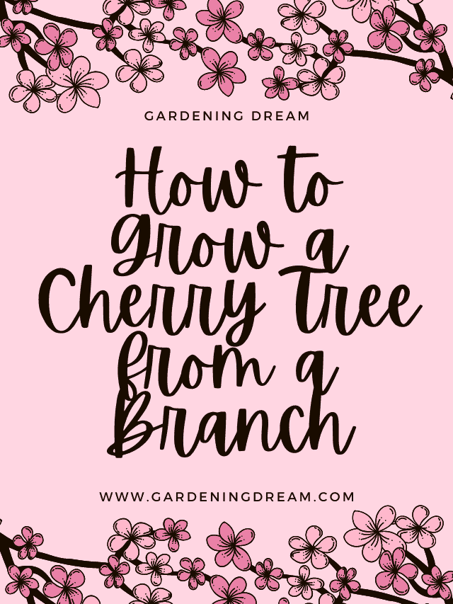 How to Grow a Cherry Tree from a Branch