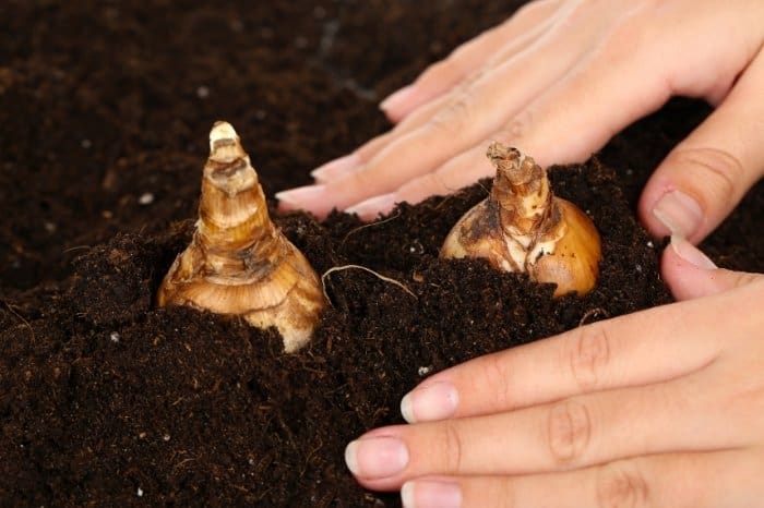 Planting Iris Bulbs - How Deep