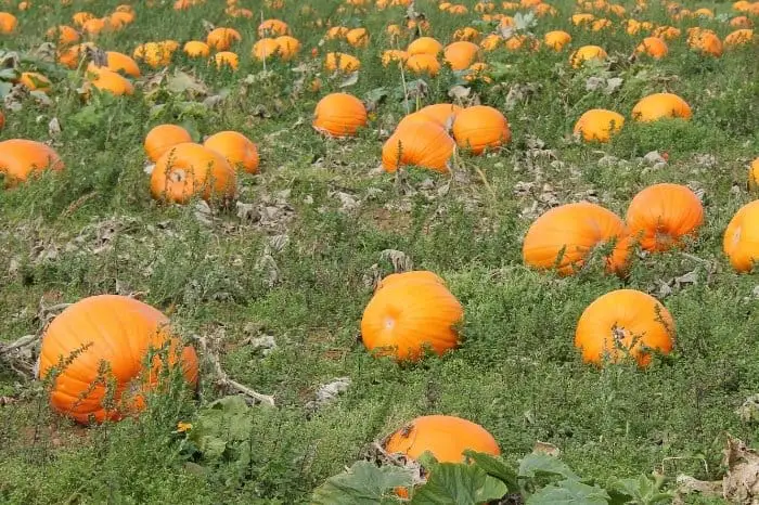So How Many Pumpkins Per Plant