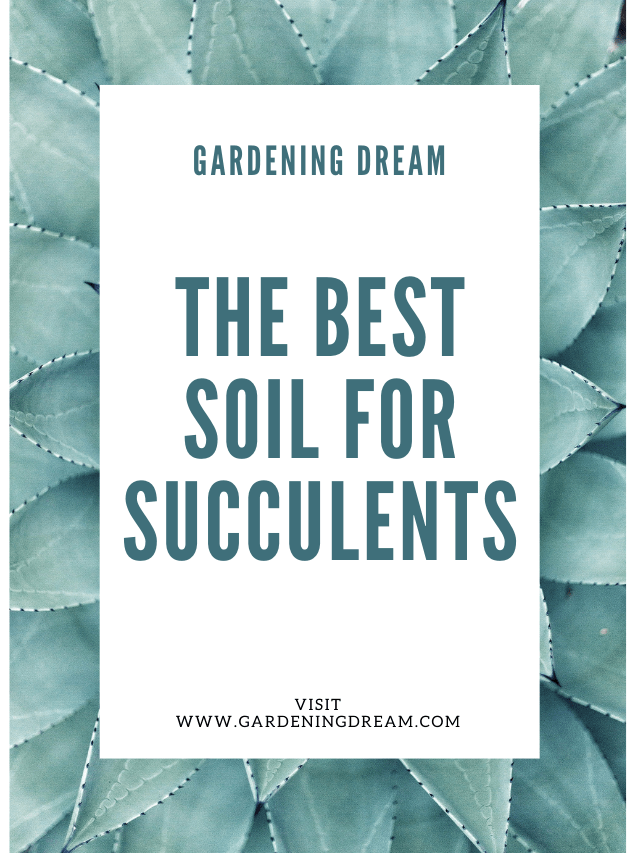 The Best Soil for Succulents