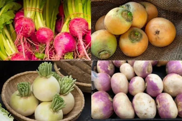 Turnips Varieties To Grow
