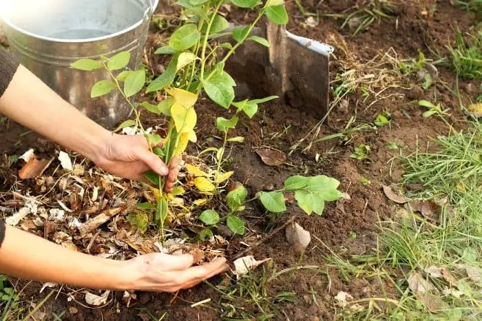 Use Mulch To Cover Your Soil
