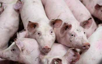 What Is A Group Of Pigs Called – Do You Really Know