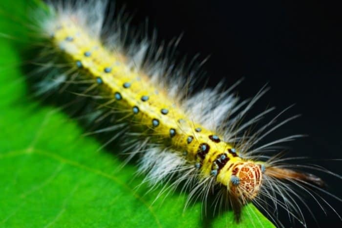 What To Do When You Encounter These Hairy Caterpillars