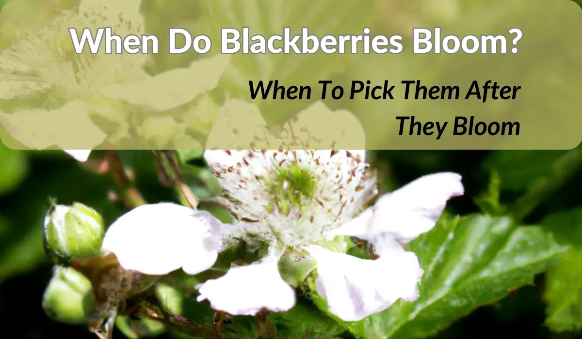 When Do Blackberries Bloom