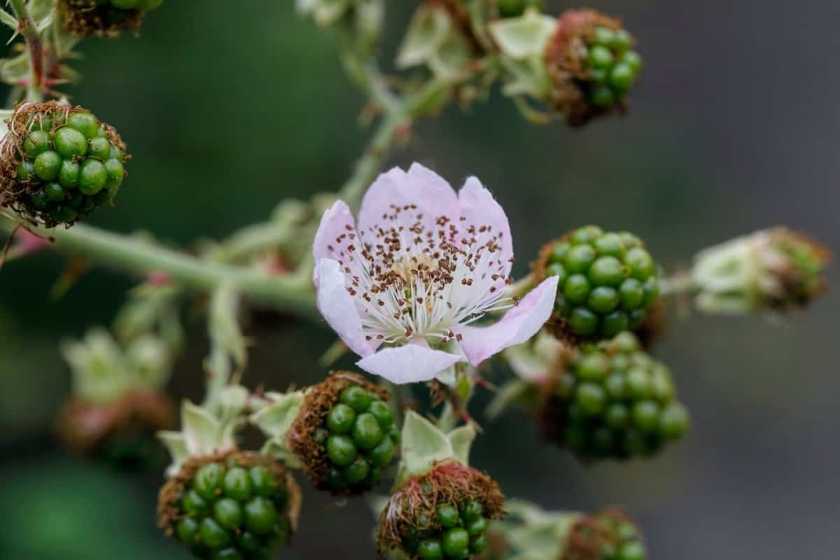 When Do Blackberries Bloom – A Clear Answer