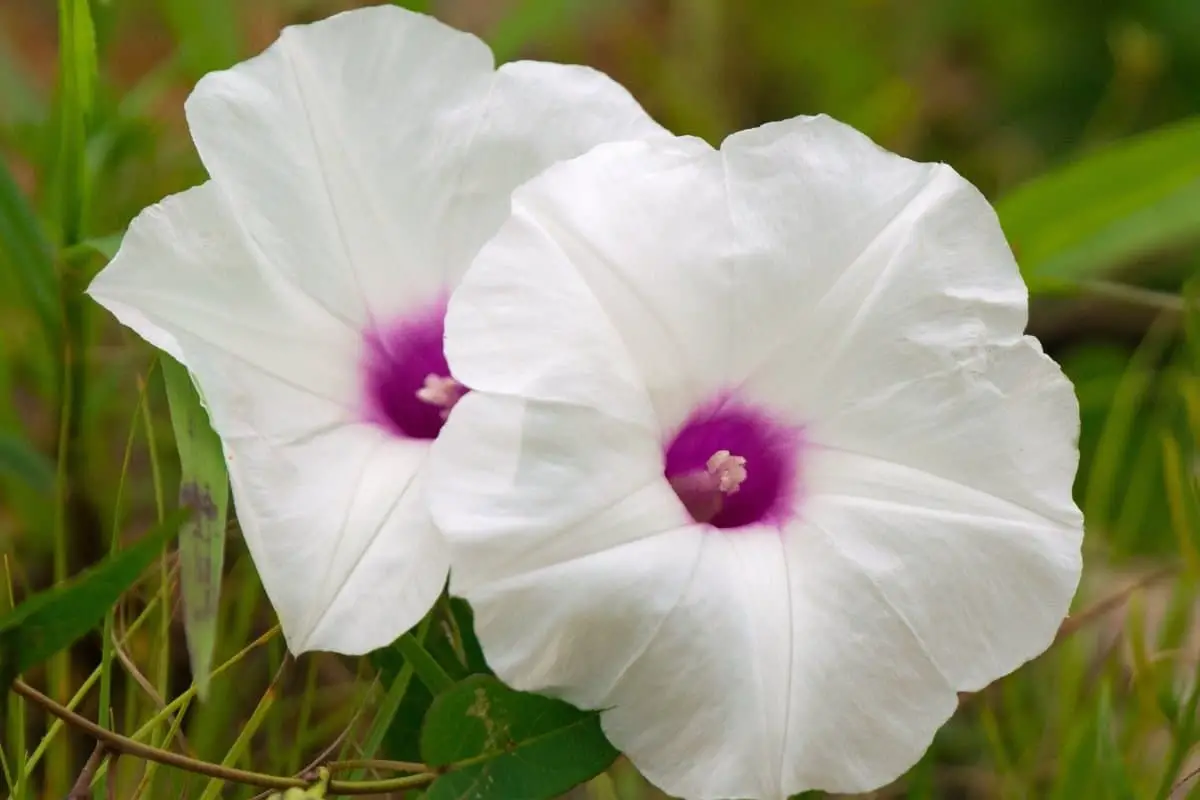 When Do Morning Glory Bloom - An In-depth Look