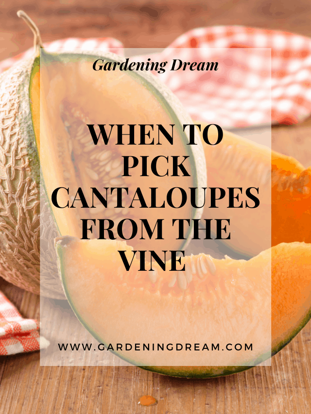 When To Pick Cantaloupes From The Vine