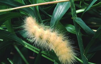 White Woolly Bear Caterpillars - All About Them
