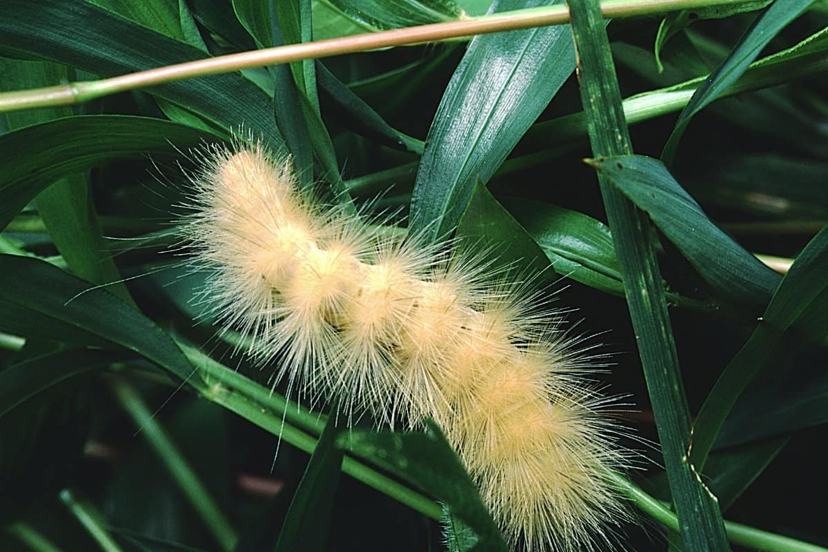 white woolly bear caterpillars