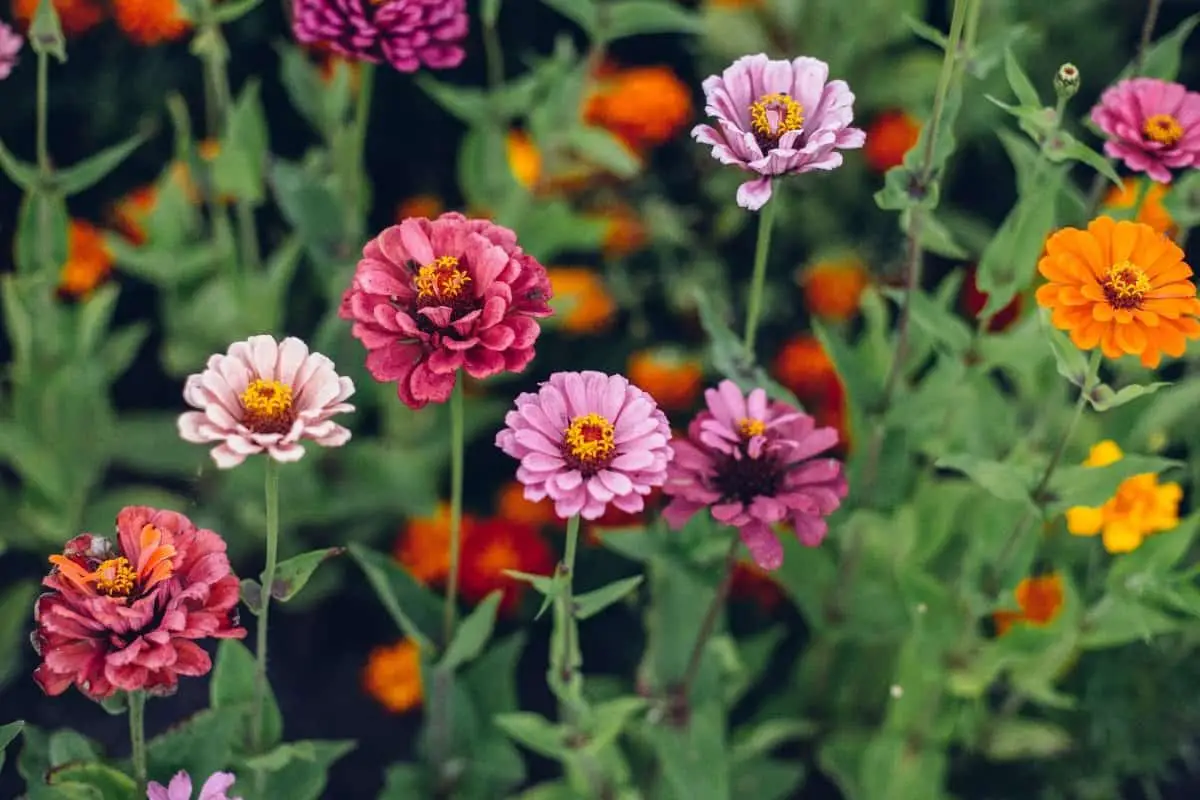 Zinnias Sun Or Shade - What Is The Best