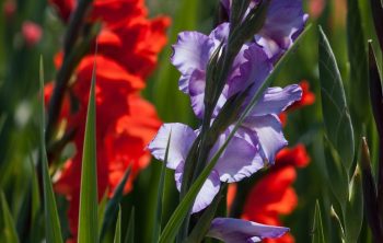 Are Gladiolus Annuals Or Prennials