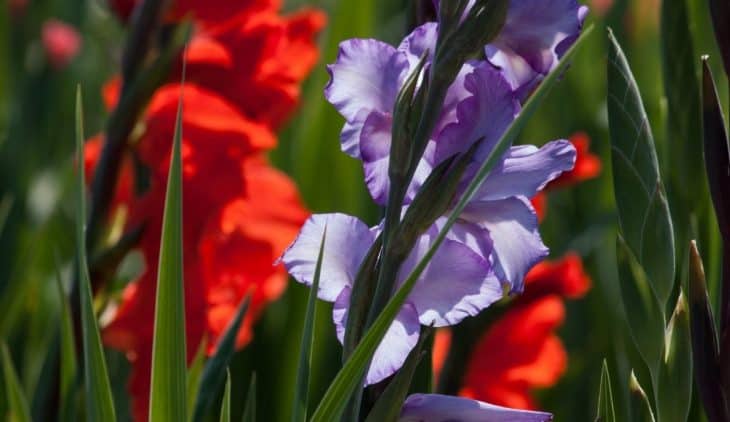 Are Gladiolus Annuals Or Prennials