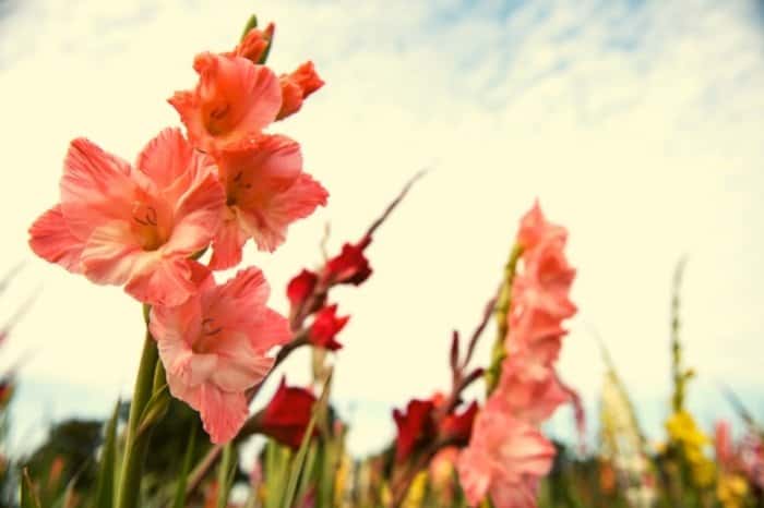 Gladiolus - Annuals Or Perennials