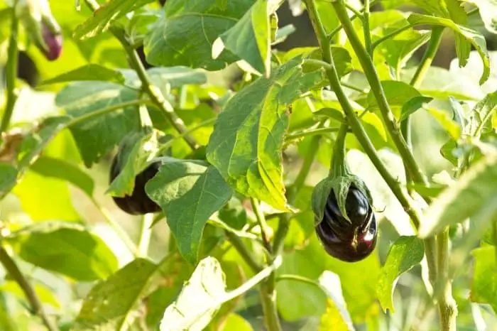 Growing Conditions For Eggplant Plants