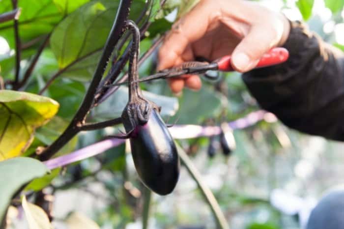 Harvesting Your Eggplant