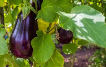 How Long Do Eggplant Plants Live