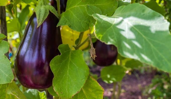 How Long Do Eggplant Plants Live
