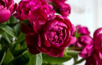 How Long Do Peonies Last – A Quick Guide