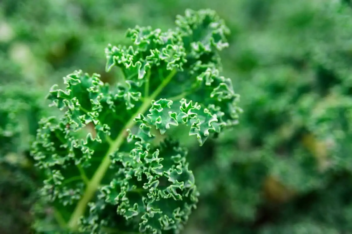 How Long Does It Take To Grow Kale?