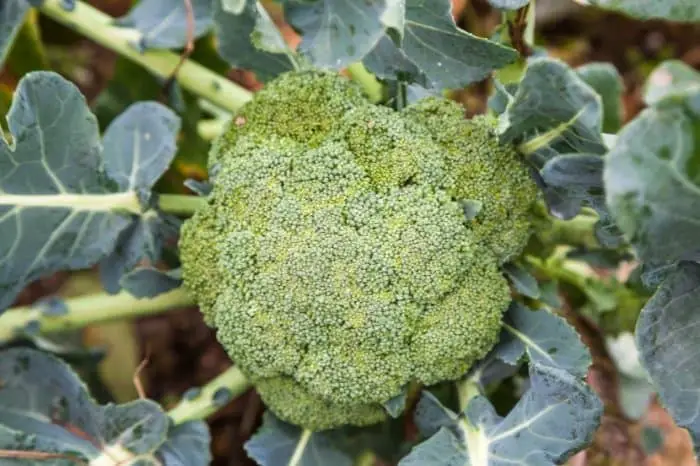 How Many Times Can You Harvest From A Single Broccoli Head