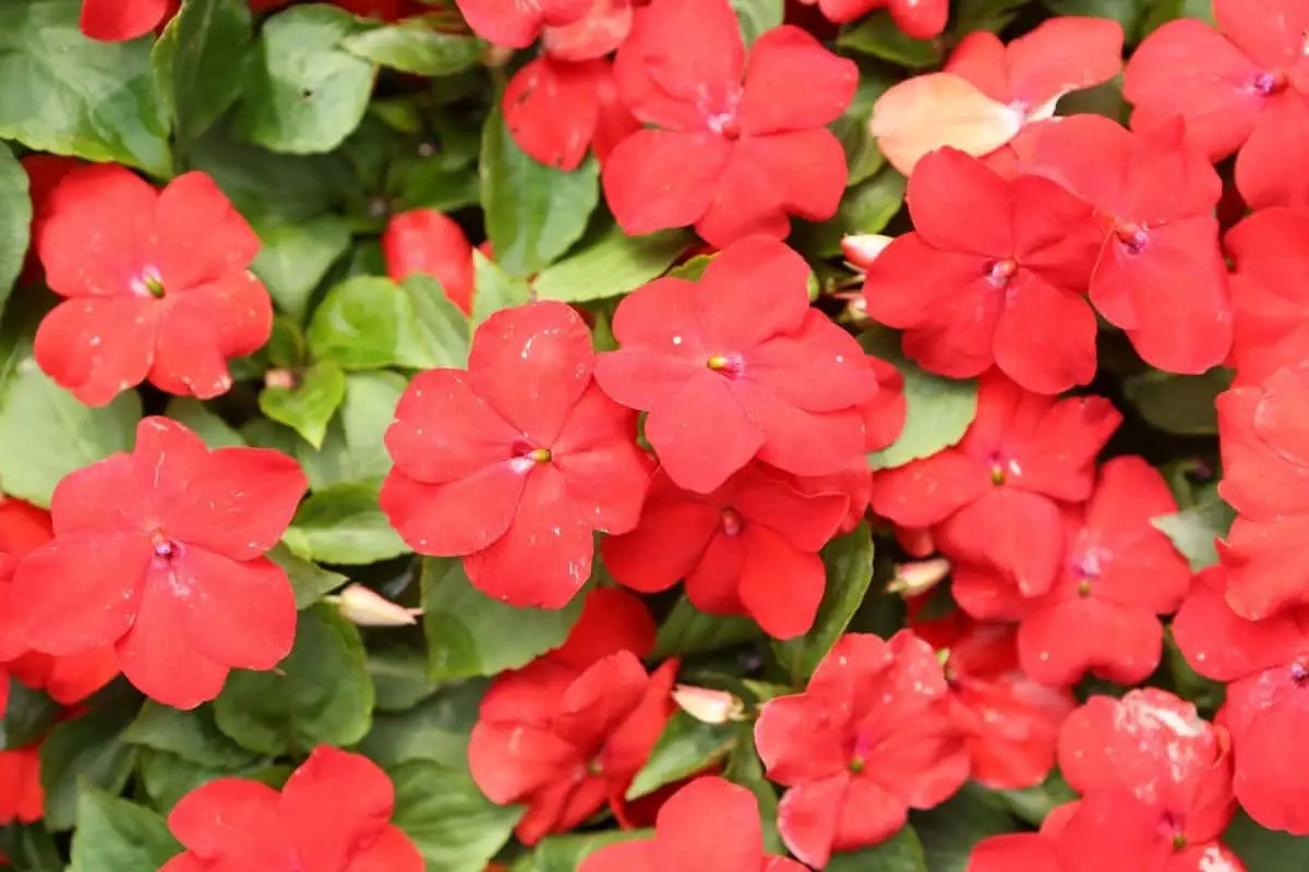 How To Care For Impatiens - A Guide