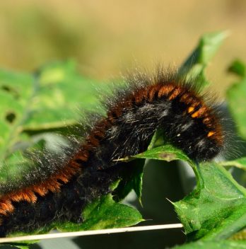 How To Read A Woolly Worm