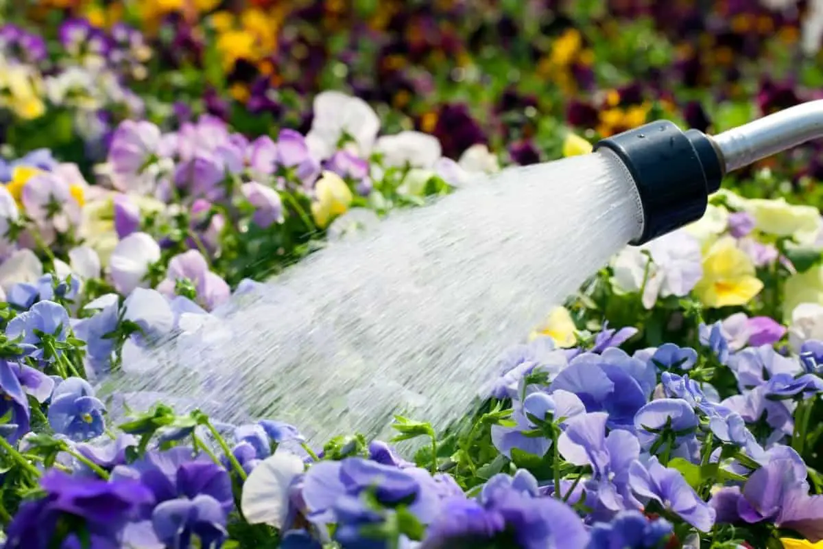 Learn How Often To Water Pansies Flowers