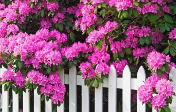 What Does A Rhododendron Look Like – A Deeper Look